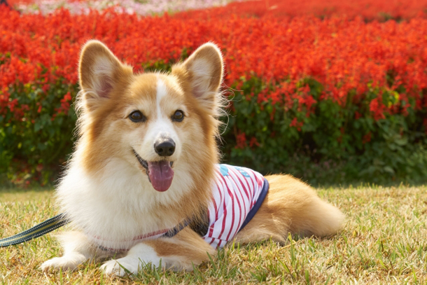 犬