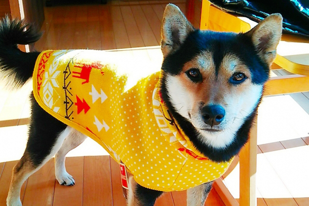 黒の柴犬